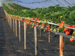 strawberrys growing on vine canes