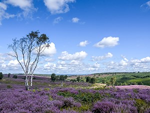 Heathland on Cannock Chase